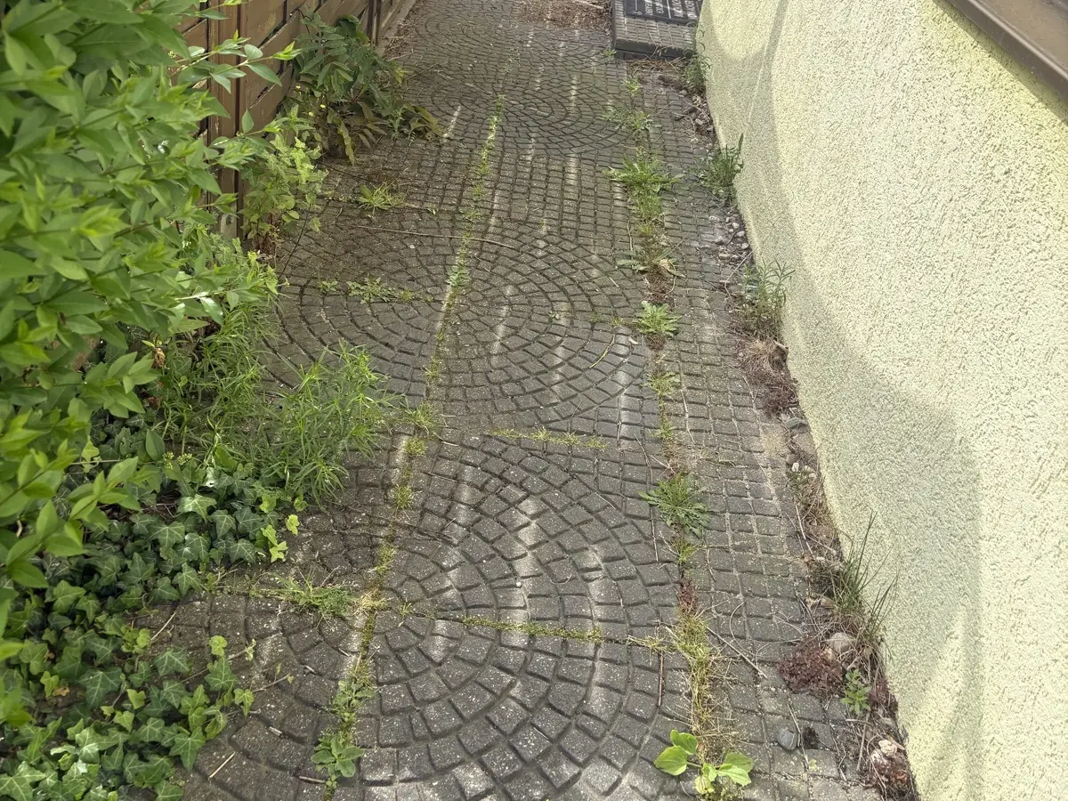Gartenweg vor der Reinigung – Pflasterfugen dicht mit Unkraut überwachsen